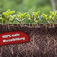 Plant BoOom - Chicken Shit Living Soil