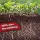 Plant BoOom - Myco-Rhiza BoOom