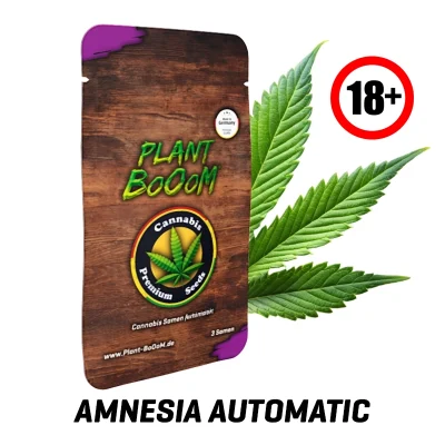 Cannabis-Samen-Amnesia-Automatic18.webp