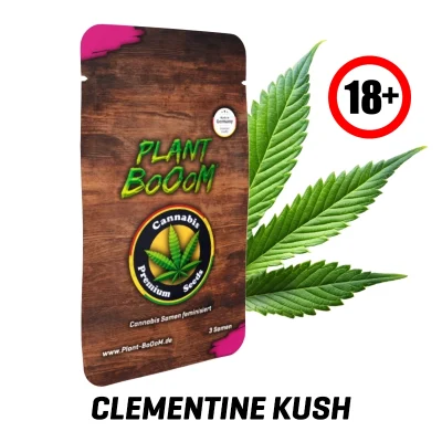 Cannabis-Samen-Clementine-Kush18.webp