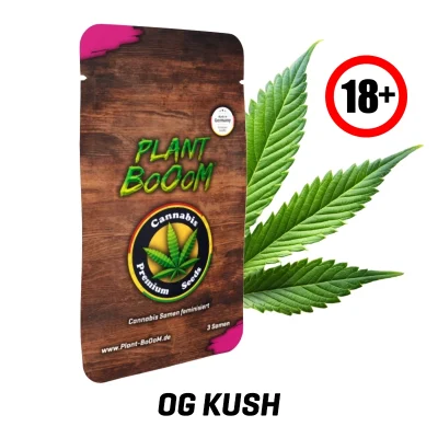 Cannabis-Samen-OG-Kush18.webp