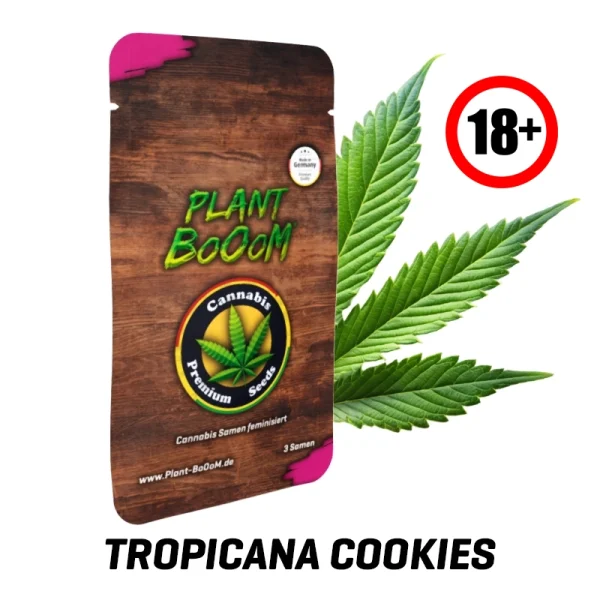 Cannabis-Samen-Tropicana-Cookies18.webp